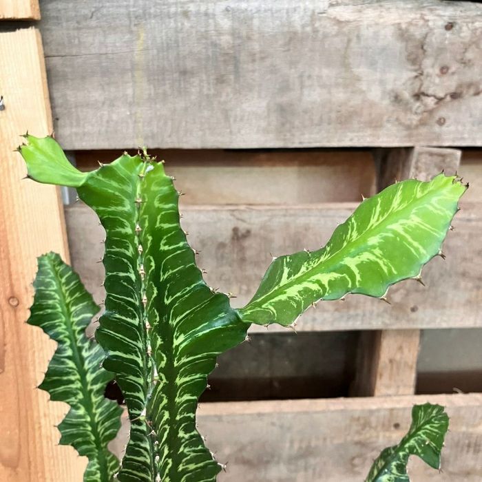 観葉植物現品販売