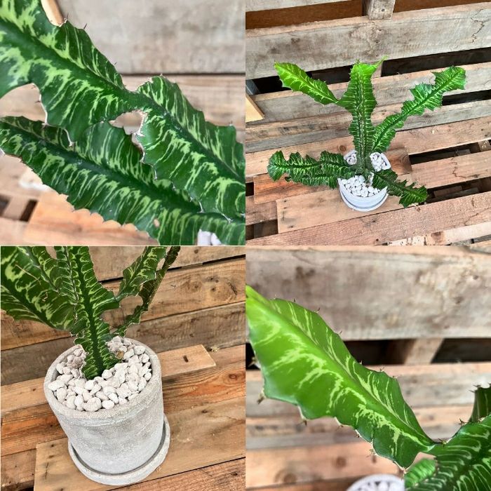 観葉植物現品販売