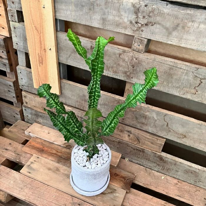 観葉植物現品販売