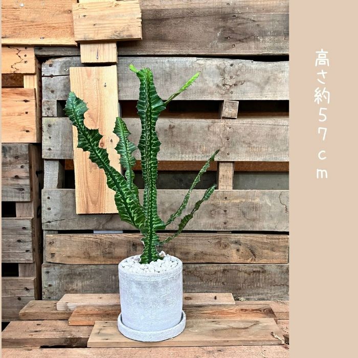 観葉植物現品販売