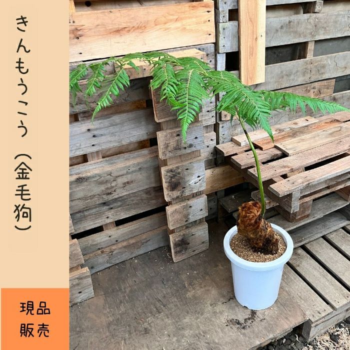 観葉植物現品販売