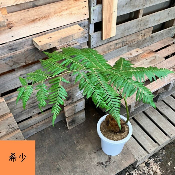 観葉植物現品販売