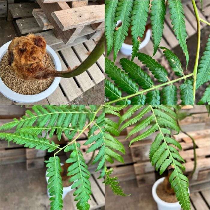 観葉植物現品販売