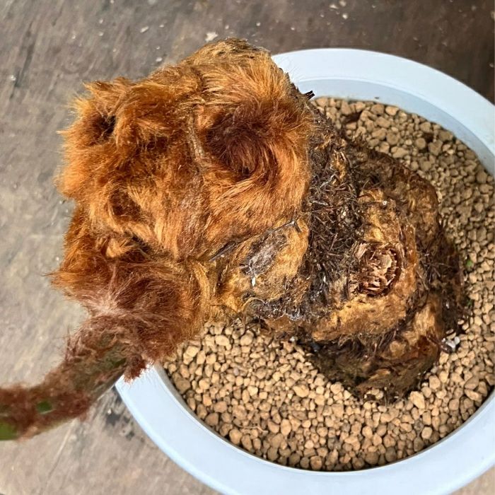 観葉植物現品販売