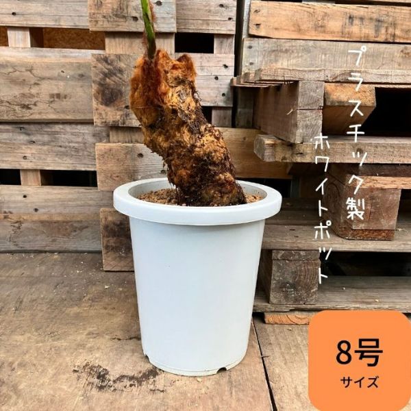 観葉植物 希少【現品】タカワラビ(キンモウコウ) 8号サイズ 000781 父の日