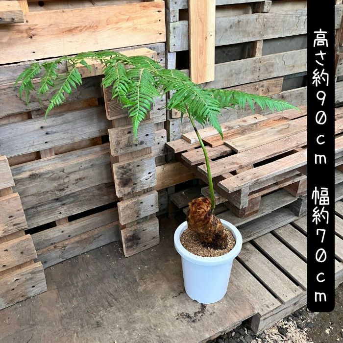 観葉植物現品販売