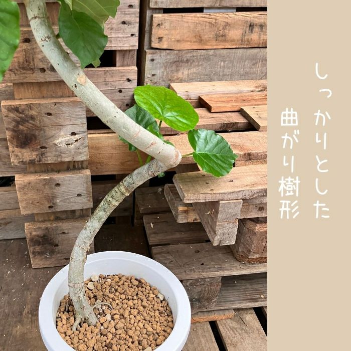 観葉植物現品販売