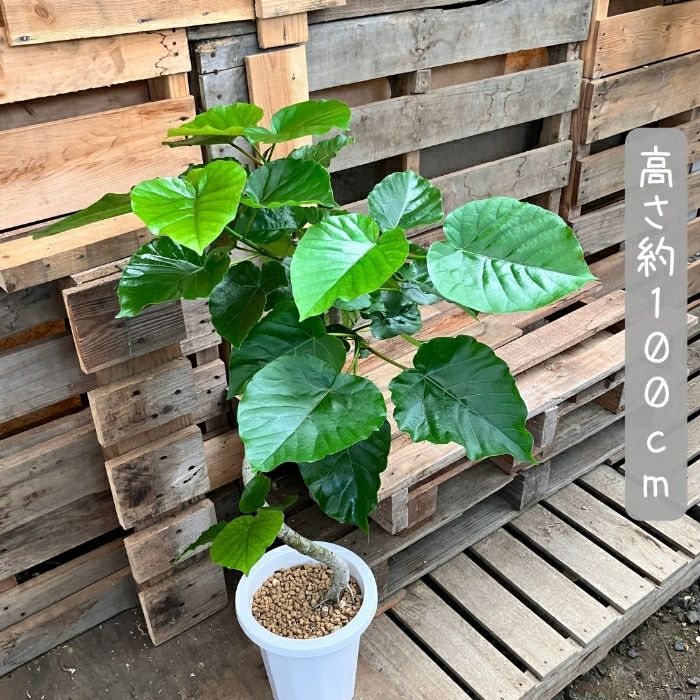 観葉植物現品販売