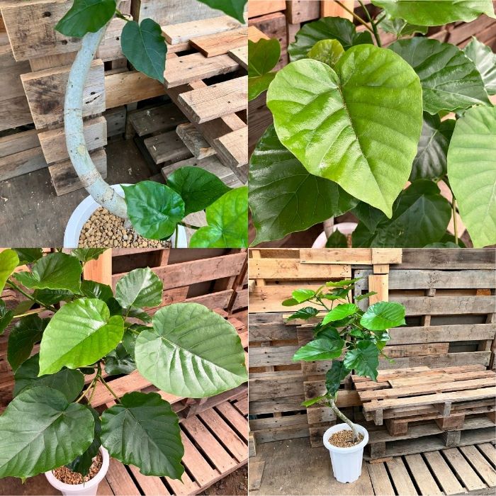 観葉植物現品販売