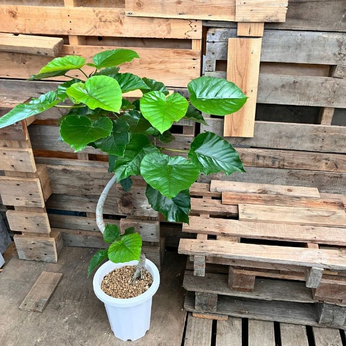 観葉植物現品販売