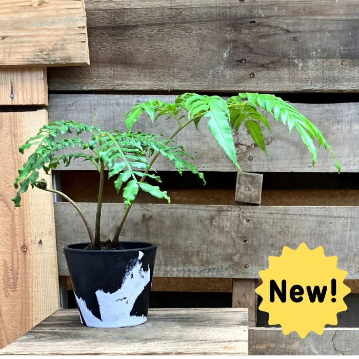 観葉植物現品販売