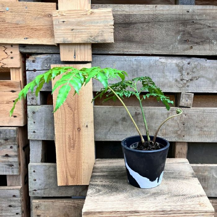 観葉植物現品販売