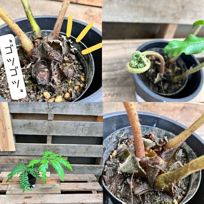 観葉植物現品販売