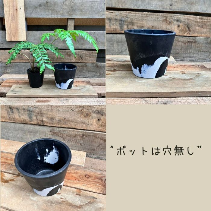 観葉植物現品販売