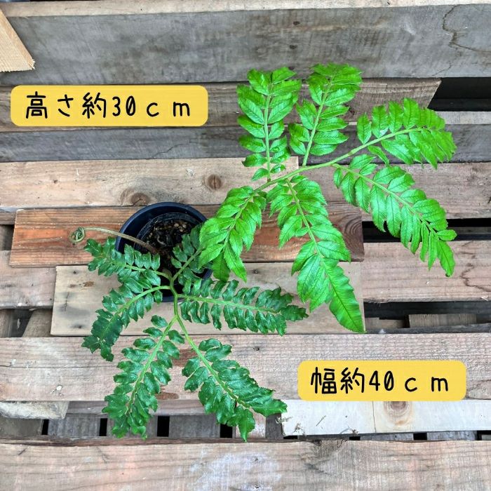 観葉植物現品販売