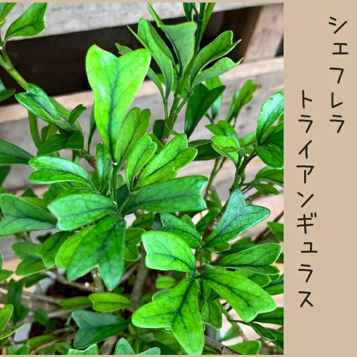 観葉植物現品販売