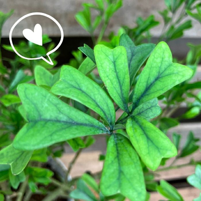 観葉植物現品販売