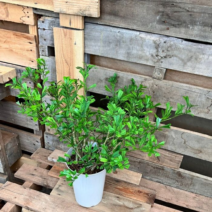 観葉植物現品販売