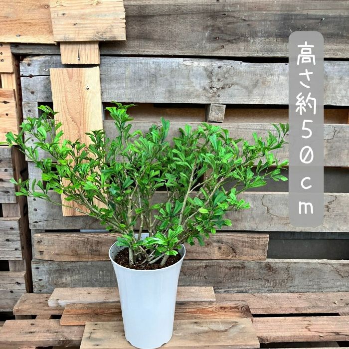 観葉植物現品販売