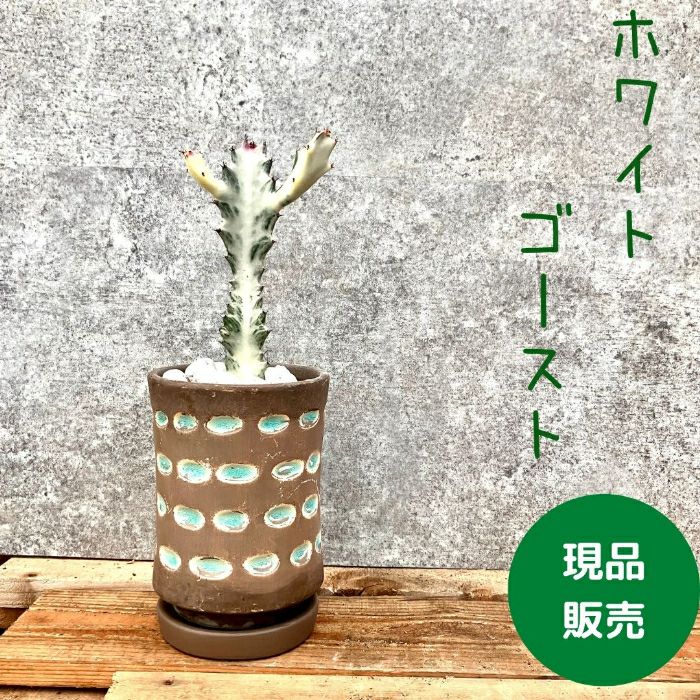 観葉植物現品販売