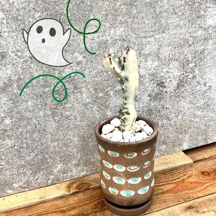 観葉植物現品販売