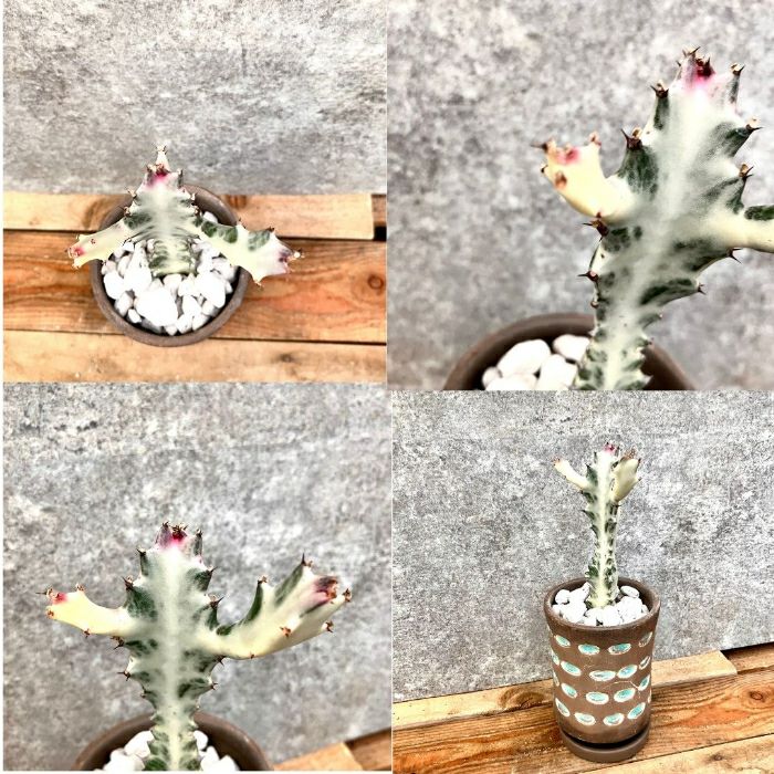 観葉植物現品販売