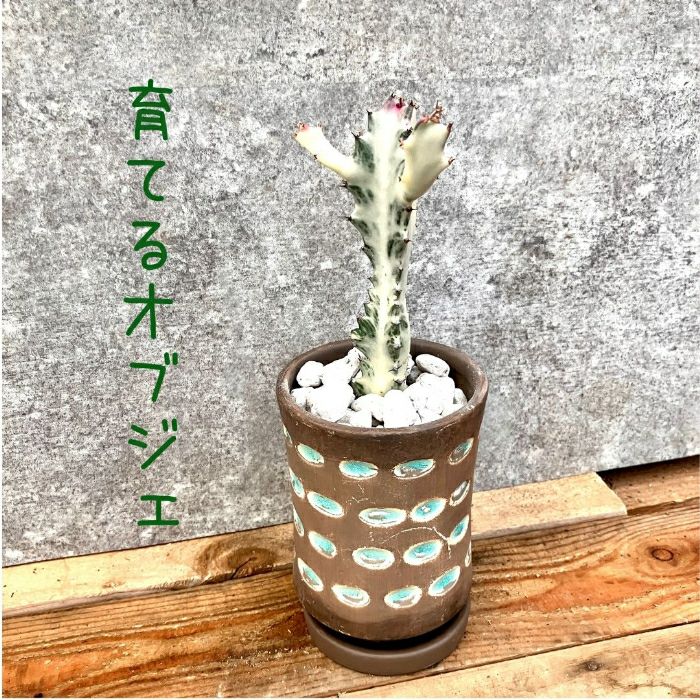 観葉植物現品販売