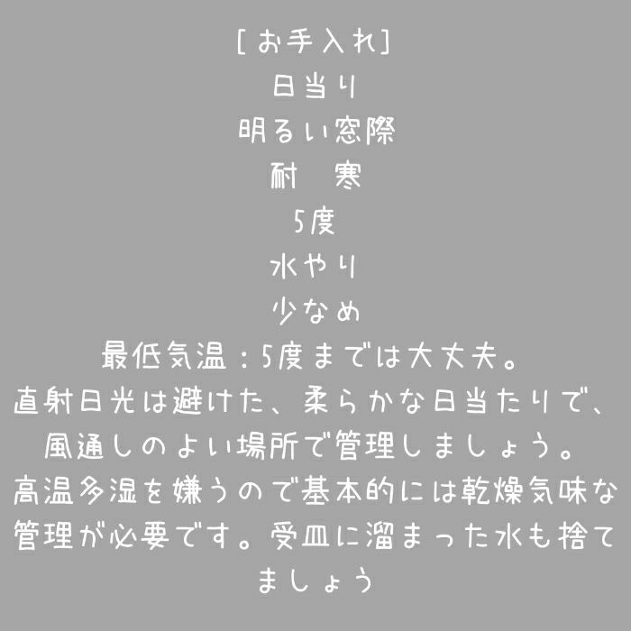 観葉植物現品販売