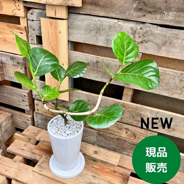 観葉植物現品販売