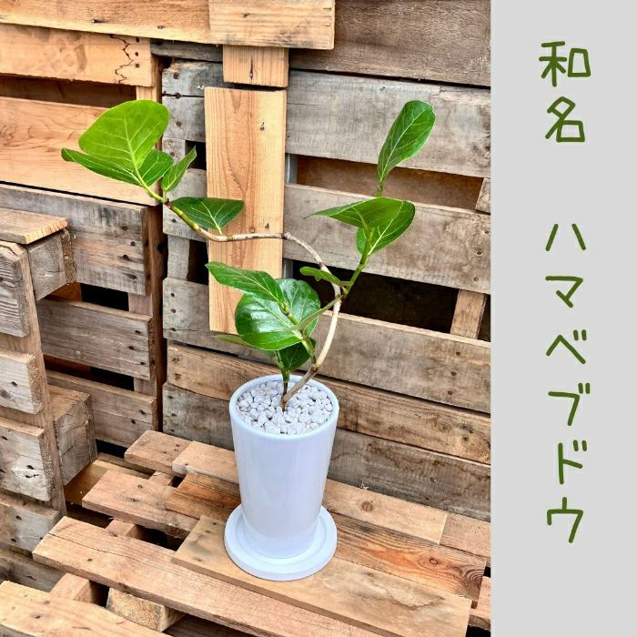 観葉植物現品販売