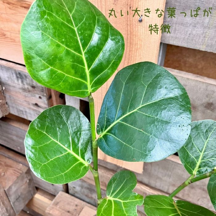観葉植物現品販売