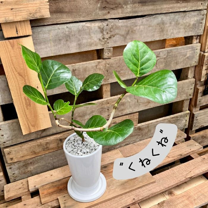 観葉植物現品販売