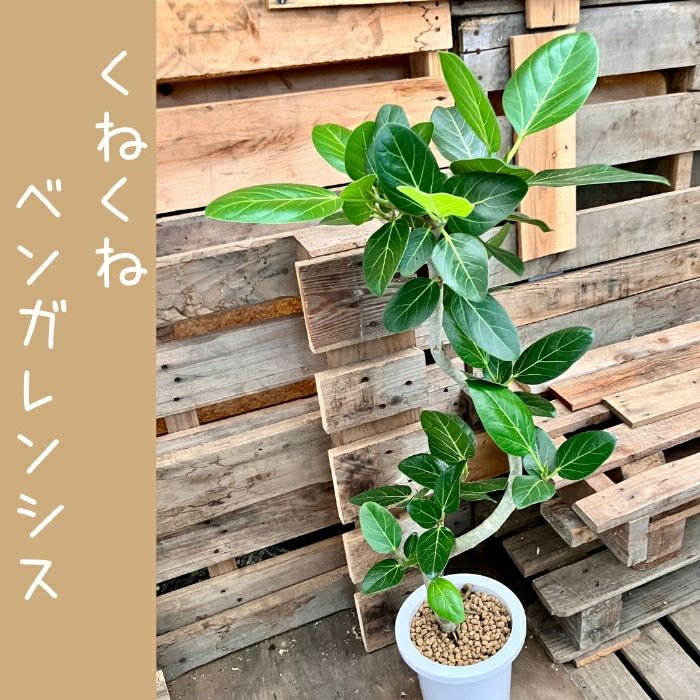 観葉植物現品販売