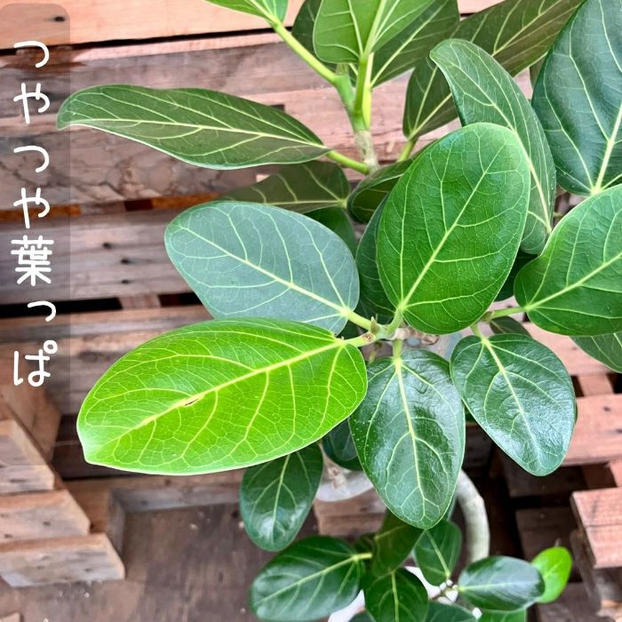 観葉植物現品販売