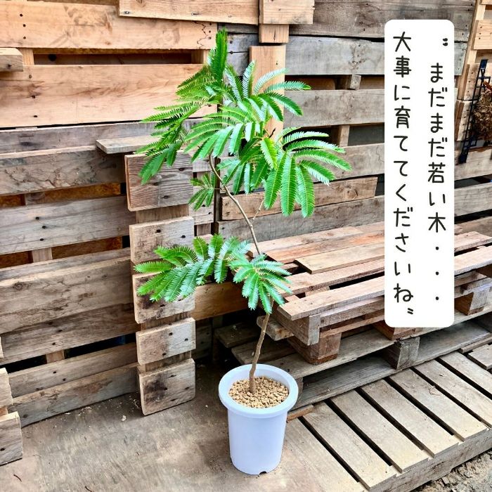 観葉植物現品販売