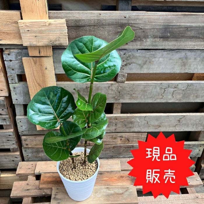 観葉植物現品販売