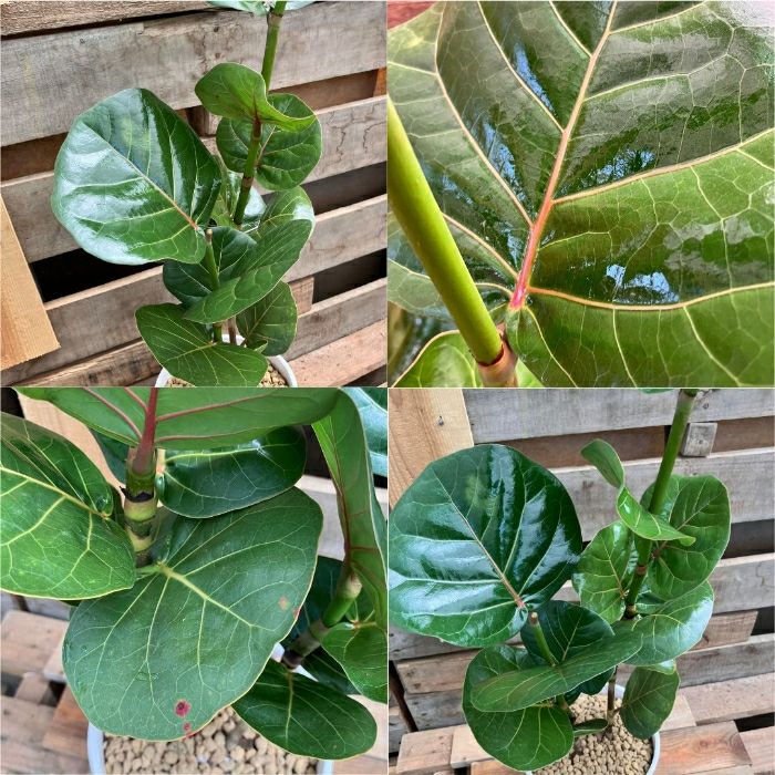 観葉植物現品販売