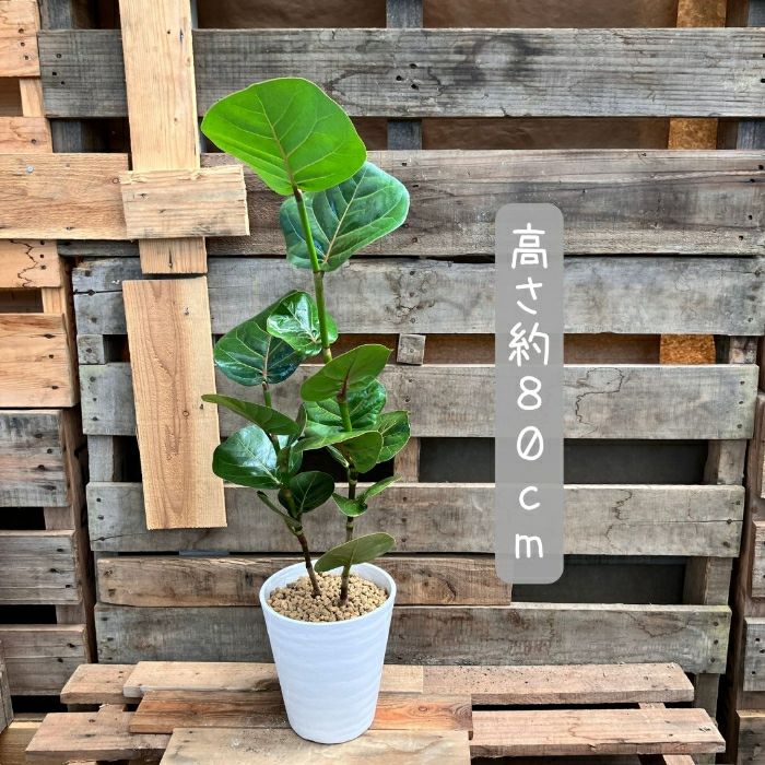 観葉植物現品販売