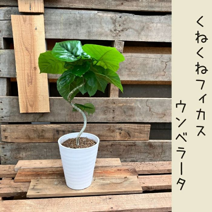 観葉植物現品販売