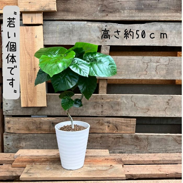 観葉植物現品販売