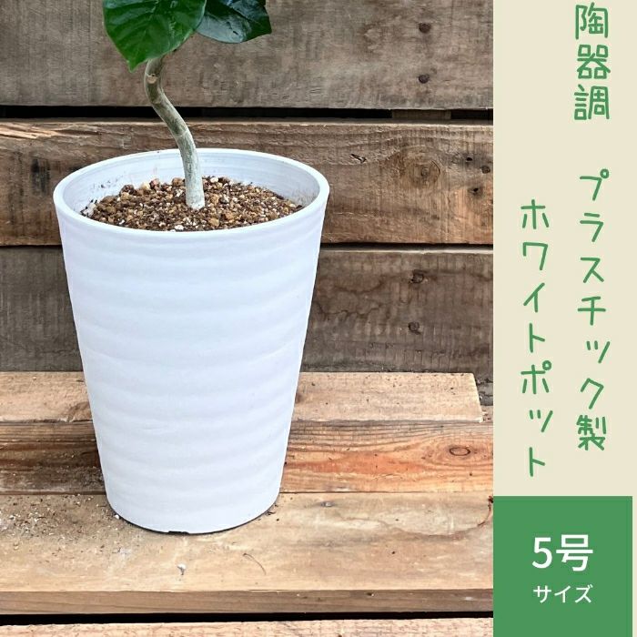 観葉植物現品販売