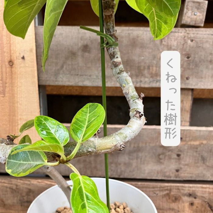 観葉植物現品販売