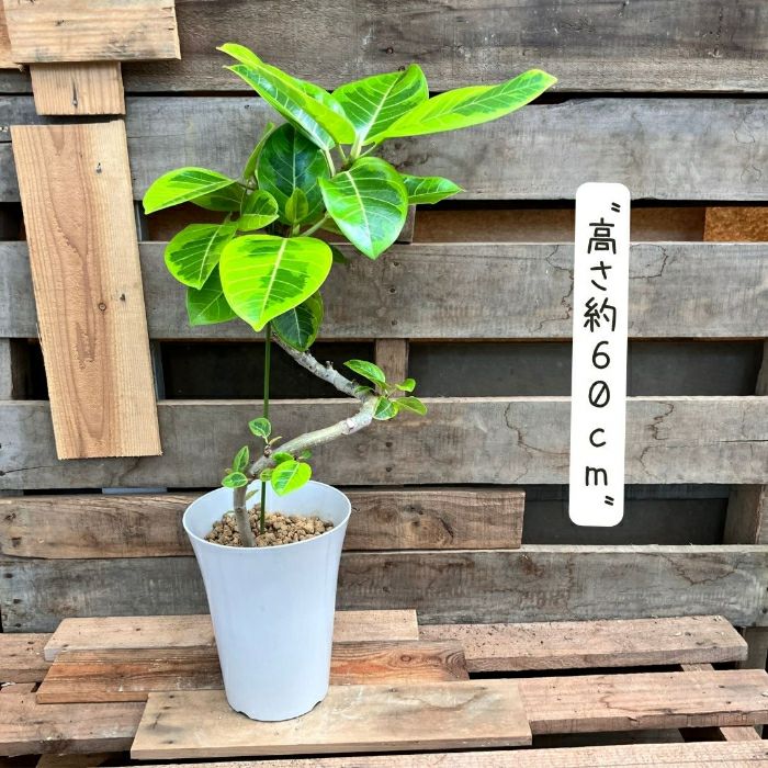 観葉植物現品販売