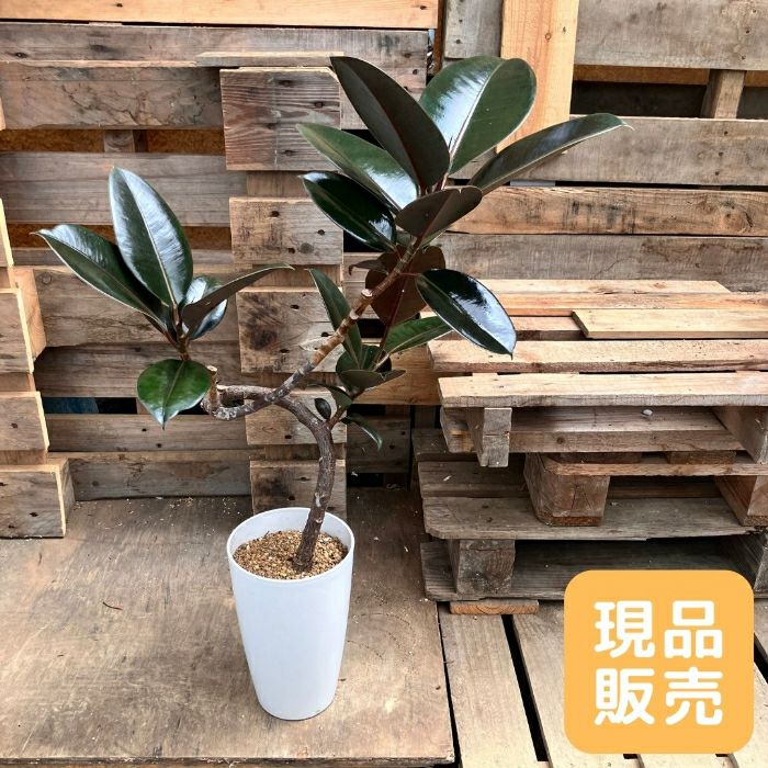 観葉植物現品販売