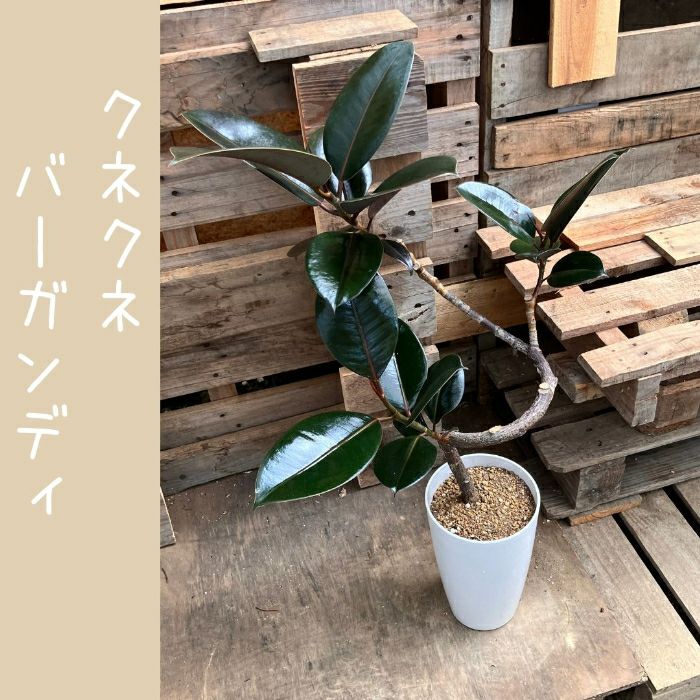 観葉植物現品販売