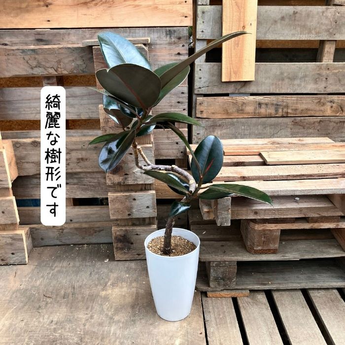 観葉植物現品販売