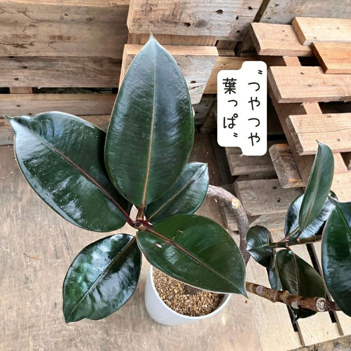 観葉植物現品販売