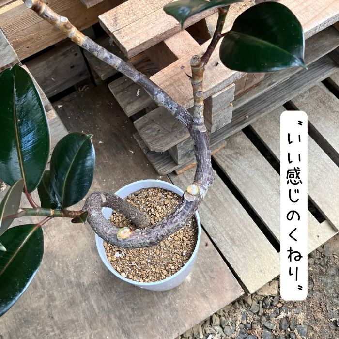 観葉植物現品販売