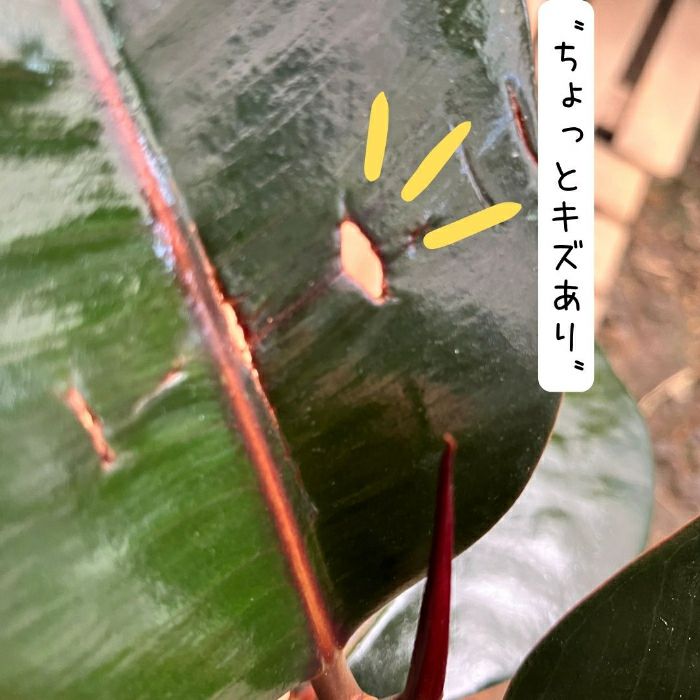 観葉植物現品販売