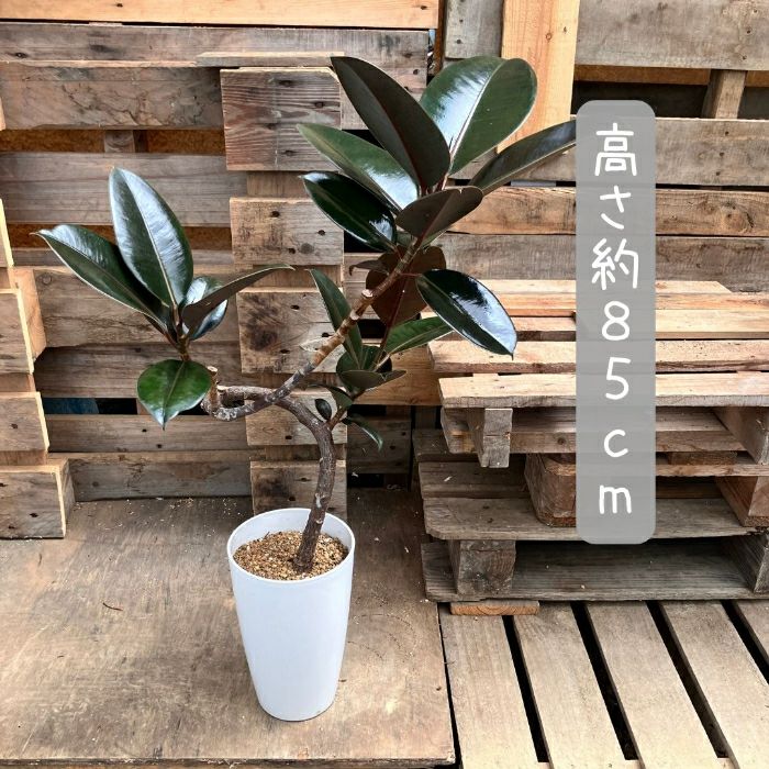 観葉植物現品販売